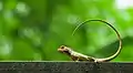 Image 8The oriental garden lizard, eastern garden lizard or changeable lizard (Calotes versicolor) is an agamid lizard found widely distributed in Asia. The pictured specimen was photographed at National Botanical Gardens, Dhaka.Photo Credit: Azim Khan Ronnie