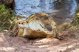 Orinoco_crocodile_Cocodrilo_del_Orinoco_(Crocodylus_intermedius)