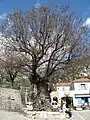 The Gorbio elm, Alpes-Maritimes, planted in 1713 (2010)