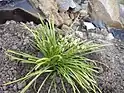 Scapes arising from tuft of leaves