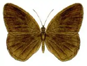 Orsotriaena medus moira, the upper surfaces of the wings of the species are unmarked and plain brown