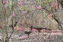 Plain chachalaca (Ortalis vetula), Municipality of Montemorelos, Nuevo León (9 April 2009).