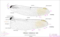 Illustration of wings of male