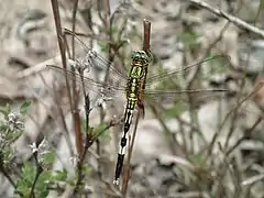 Female