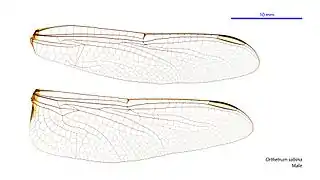 Male wings