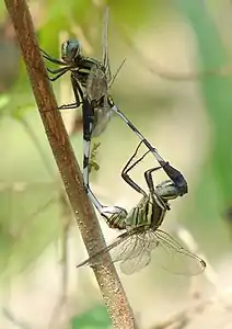 Orthetrum sabina mating pair