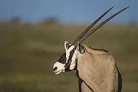 Gemsbok has a disruptive facial mask that obscures the eye.