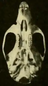 Skull