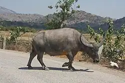 Buffalo in Laga