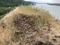 Abandoned osprey nest at the top of Rooster Rock