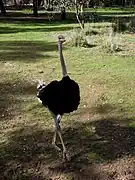 Ostrich