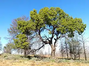 Mature Owenia acidula tree