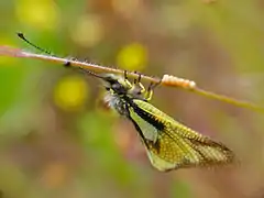 Female with eggs