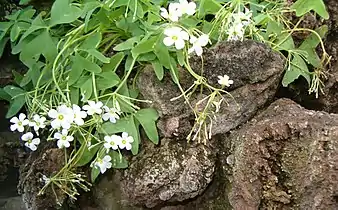 White flower variety