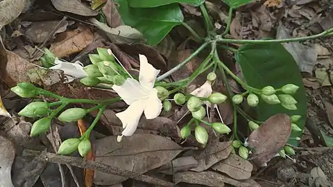 Inflorescence