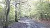 Path in Oxleas Wood