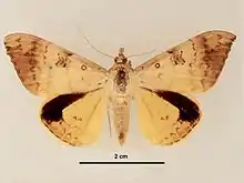 Female