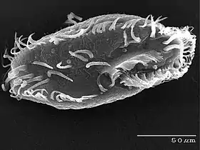 "Sterkiella histriomuscorum", formerly "Oxytricha trifallax"