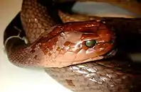 Close-up of a preserved snake's face, scales reddish brown and eyes replaced with beads.