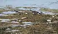 Oyster catchers at Lunderston Bay