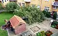 A 104 year old pear tree fell to the ground in a backyard.