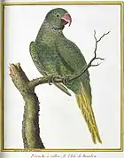 Illustration of a green parrot on a branch