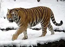 Siberian tiger at the Leipzig Zoological Garden