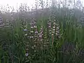 Stand of plants in flower in a tall-herb meadow, Ukraine