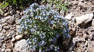 Myosotis alpestris