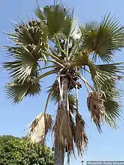 Canopy with fruit and weaver nests