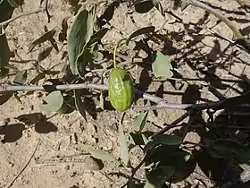 Fruit - typical elongated ovoid