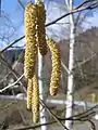 Mature male catkins of hazel (Corylus avellana)