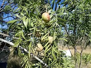 Fruit and leaves