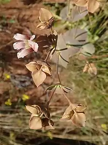 Flowers and buds