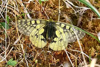 Parnassius eversmanni