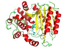 3D cartoon diagram of transpeptidase bound to penicillin G depicted as sticks