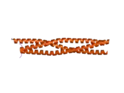 1wt6: Coiled-Coil domain of DMPK