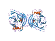 2h2u: Crystal structure of the E130Y mutant of human soluble calcium-activated nucleotidase (SCAN) with calcium ion