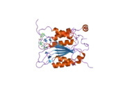 2hbq: Crystal structure of wildtype human caspase-1 in complex with 3-[2-(2-benzyloxycarbonylamino-3-methyl-butyrylamino)-propionylamino]-4-oxo-pentanoic acid (z-VAD-FMK)