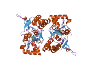 2i0c: Crystal structure of the GluR6 ligand binding core dimer crosslinked by disulfide bonds between Y490C and L752C at 2.25 Angstroms Resolution