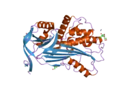 2oay: Crystal structure of latent human C1-inhibitor