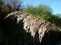 Phragmites australis