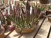 Stapelia leendertziaeex Scott Sykes   (Asclepiadaceae)