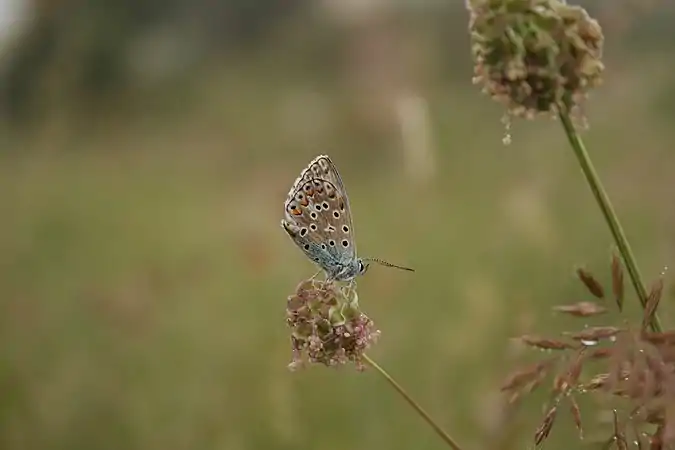 A butterfly on a flower cluster