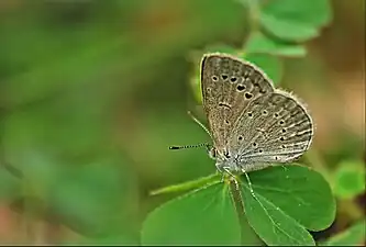 Ventral view