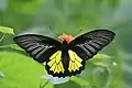 Southern birdwing(Troides minos)