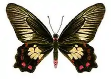 image of a butterfly