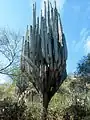 Large plant in Cuicatlan, Oaxaca