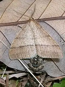 Pachyerannis obliquaria, mating pair – winged male above, small wingless female below