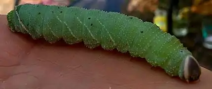 Larva